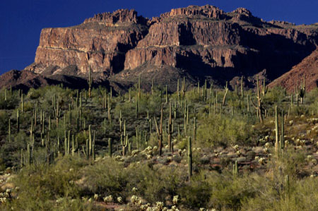 A dense field of saguaro cacti at the foot of Superstition Mountain